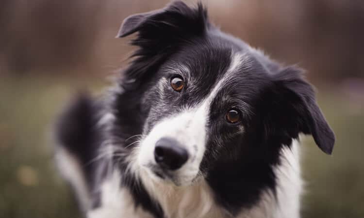 Nomes para Border Collie: mais de 350 opções!