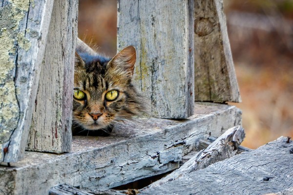 O que é um gato feral?