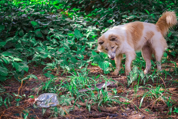 O que fazer com cachorro picado por cobra?