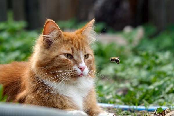 O que fazer com gato picado por abelha?