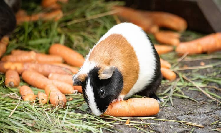 O que porquinho-da-índia pode comer?