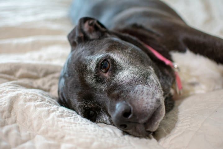 Pode usar remédio humano para otite canina?