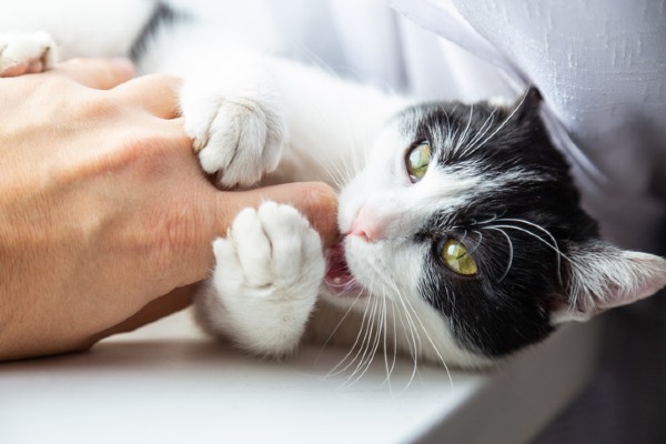 Por que os gatos chutam nossas mãos?