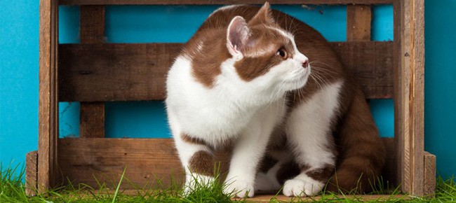 Quiz – O que cada movimento do rabo de gato quer dizer?