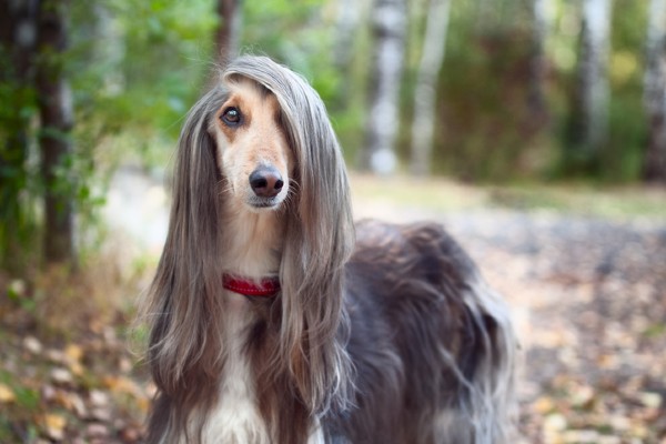 Sete fatos sobre o Afghan Hound