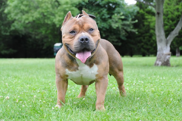 Sete fatos sobre o American Bully