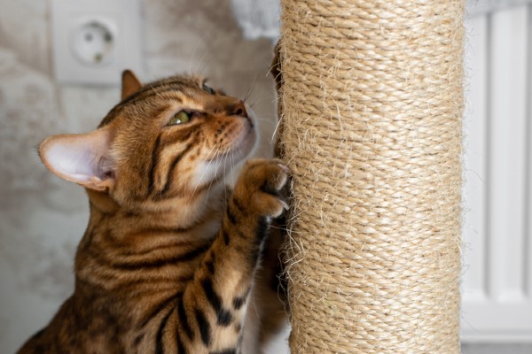 A importância dos arranhadores para gatos