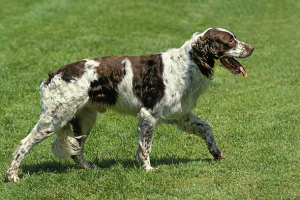 Spaniel Francês – Principais doenças