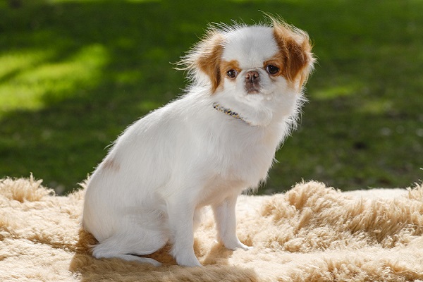 Spaniel Japonês – Principais doenças