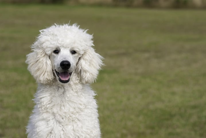 Tosa de Poodle: quando e como fazer