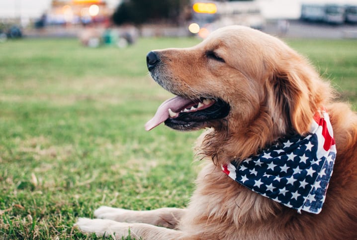 300 nomes para Golden Retriever