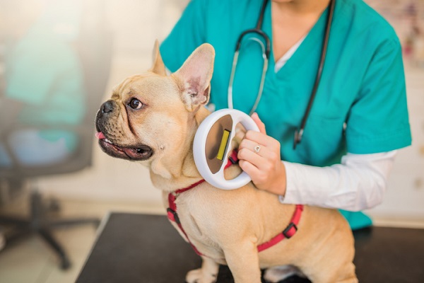 A importância do chip para cachorro e da identificação na coleira