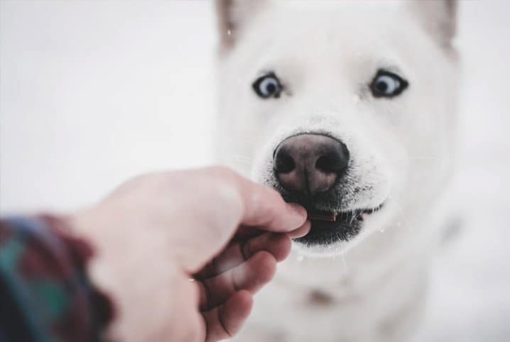 Cachorro pode comer canela? Descubra se a especiaria está liberada para os peludos!