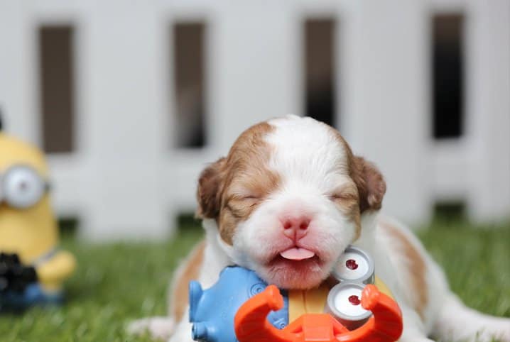 Cachorro recém-nascido pode tomar sol?