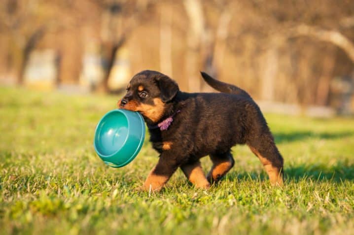 Como calcular a quantidade de ração para cachorro filhote?