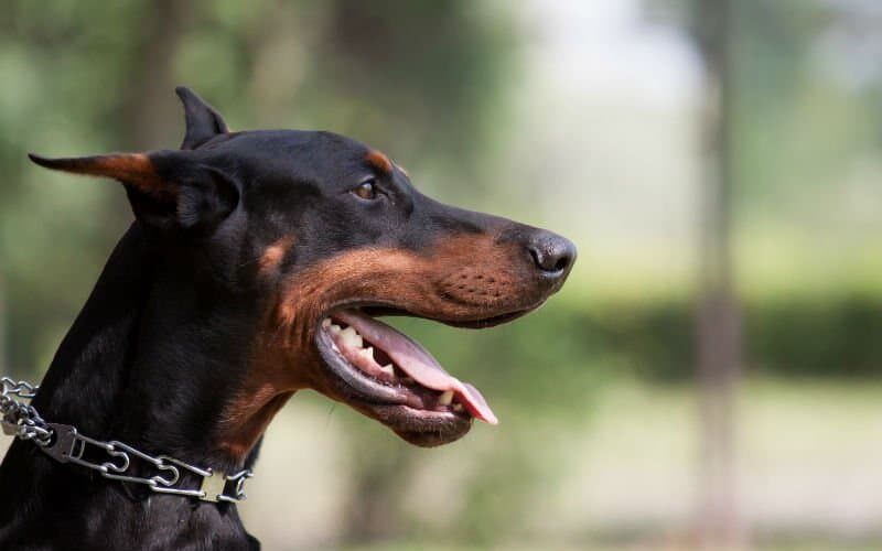 Confira 350 nomes para Doberman