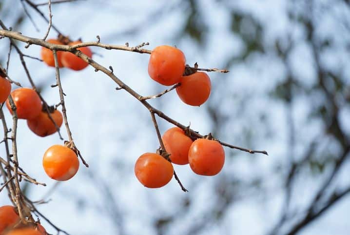 Descubra quais são as frutas do outono