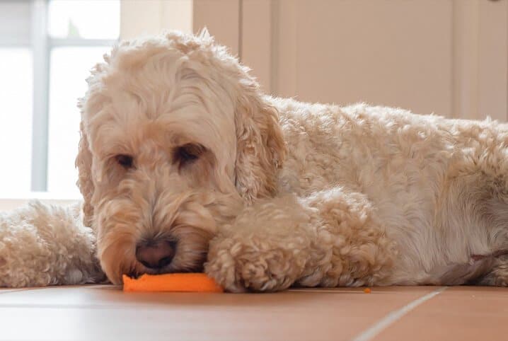 É possível ter cachorro vegano? Confira dicas e cuidados