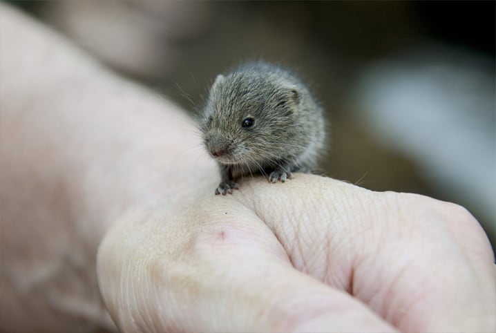 É verdade que hamster come filhotes?