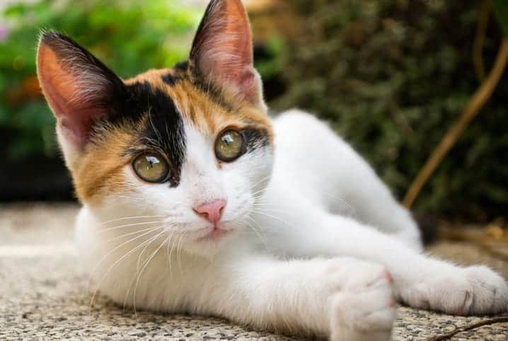 Gato pode comer pimentão? Saiba mais sobre a alimentação dos felinos