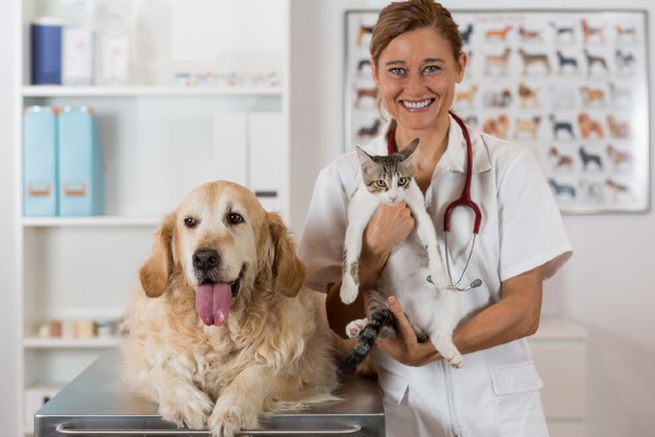 Imposto de renda: posso declarar custos com o médico veterinário?