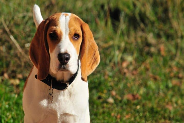 Nomes para Beagle: confira 300 opções de apelidos