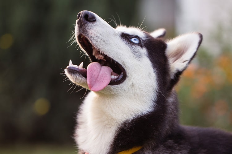 Nomes para Husky siberiano: veja 300 sugestões