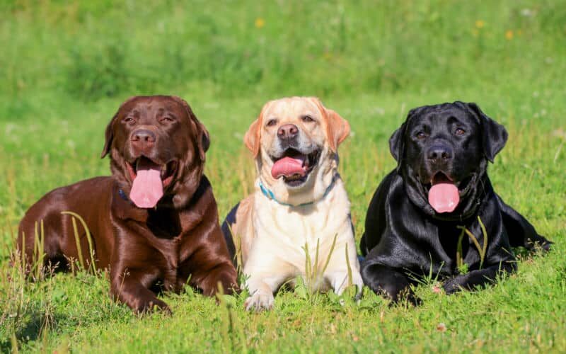 Nomes para labrador: conheça várias opções para seu cachorro