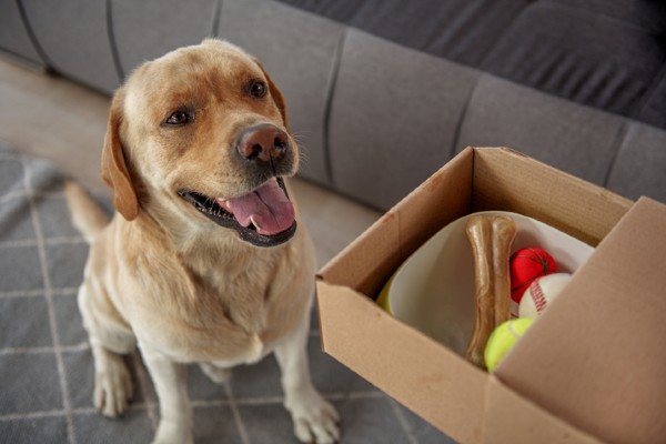 Conheça a Petlove Já: receba suas entregas no mesmo dia!