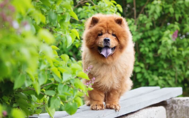 Qual é a raça de cachorro mais antiga do mundo? Conheça mais sobre a história dos pets!