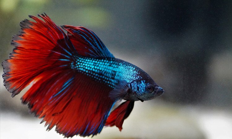 Qual peixe posso colocar junto com o betta?