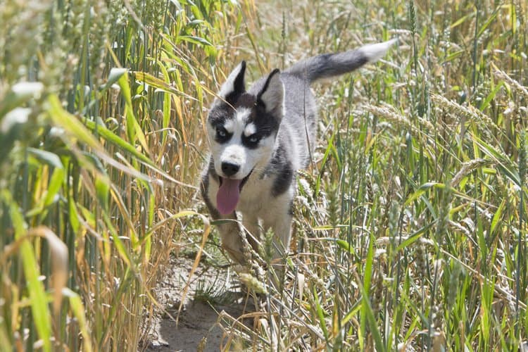 Raça de cachorro cinza: 6 cães que têm esse tom de pelo