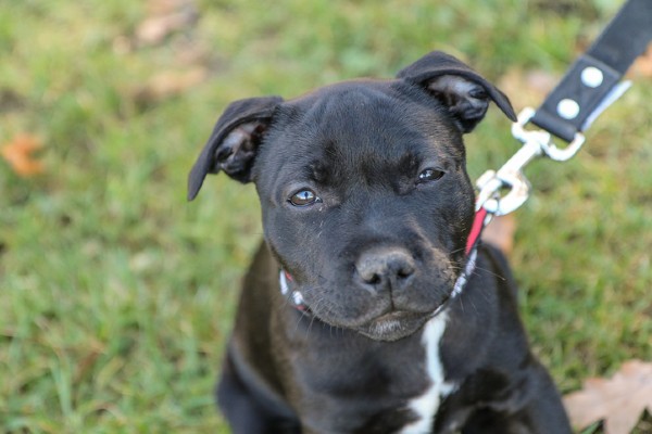 Sete fatos sobre o American Staffordshire Terrier