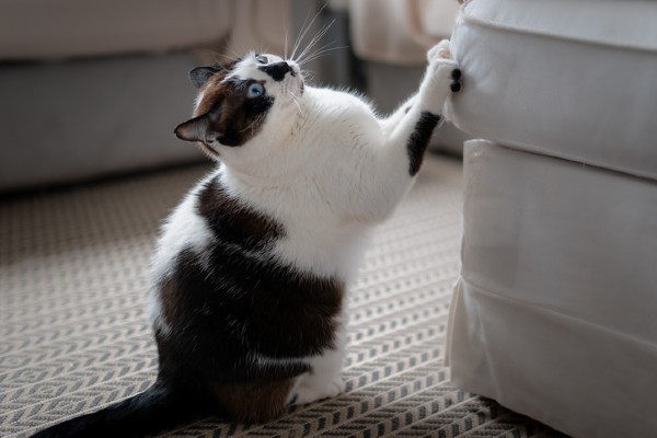 Tipos de móveis que os gatos não gostam de arranhar