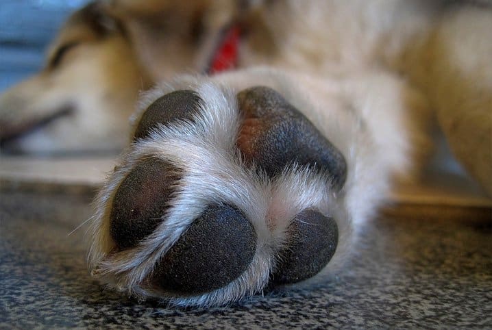 Afinal de contas, cachorro tem chulé? Descubra!