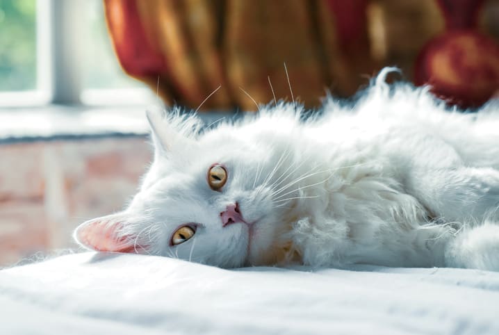 Aprenda como tirar nó de pelo de gato sem machucar o bichano