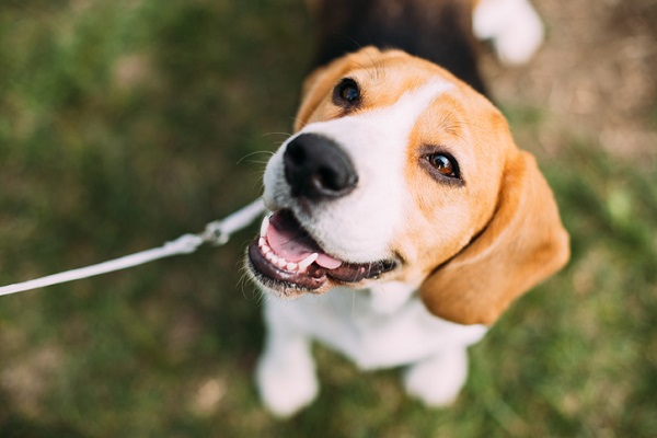 Cachorro de pelo curto: veja nossa lista de raças!