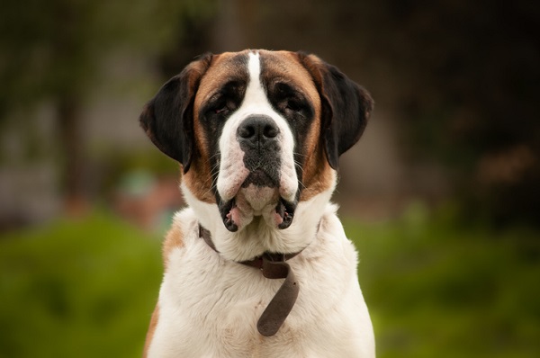 Cachorro gigante: conheça as maiores raças de cães