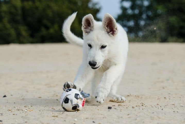 Cachorro na praia: 7 dicas para ter um passeio sem dor de cabeça