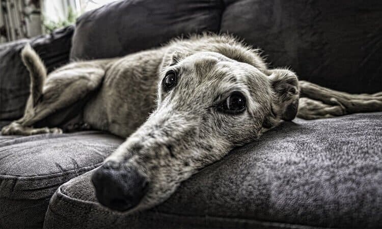 Cão idoso não dorme à noite, o que fazer?