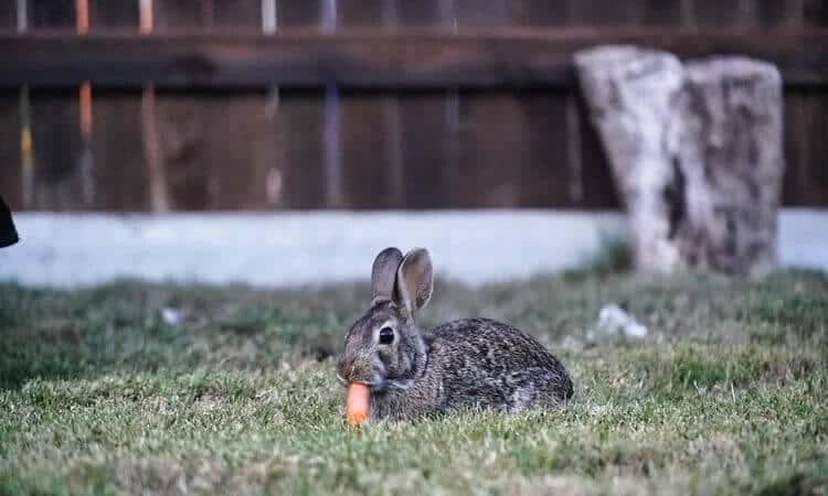 Coelho pode comer cenoura? Descubra aqui!