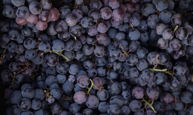 Coelho pode comer uva? Descubra se a fruta está liberada para os dentuços!