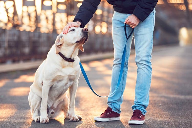 Como ensinar o cachorro a passear sem me preocupar?