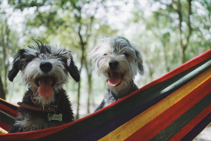 Como organizar uma festa junina para cachorro