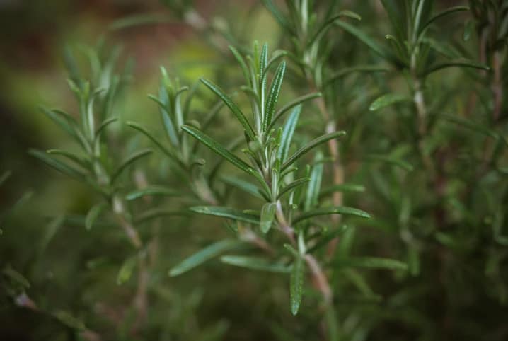 Como plantar temperos em apartamento: veja dicas!