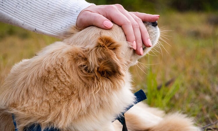 Confira 5 dicas para o treino de cachorro em casa