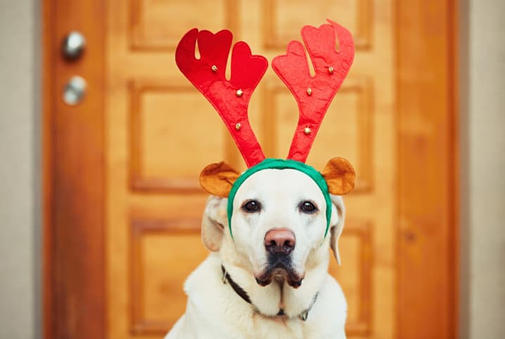 Dicas de fantasias de Natal para cachorro