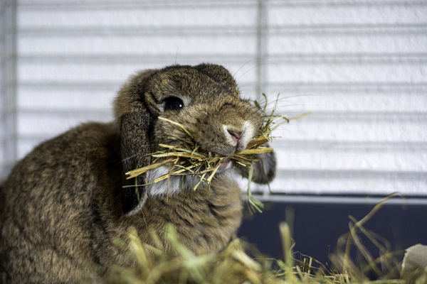 Feno para coelhos: o que é e como oferecer