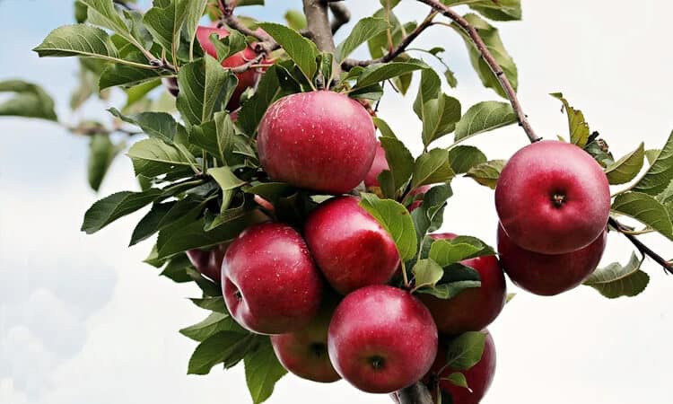 Gato pode comer maçã? Saiba se a fruta está liberada!