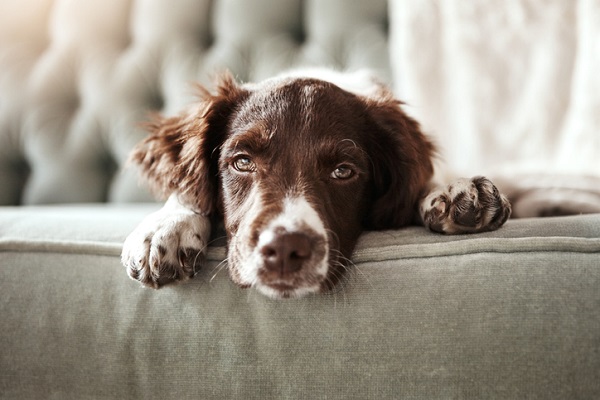 Humanos podem afetar a saúde mental dos cachorros